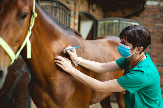 Doctor giving horse an injection