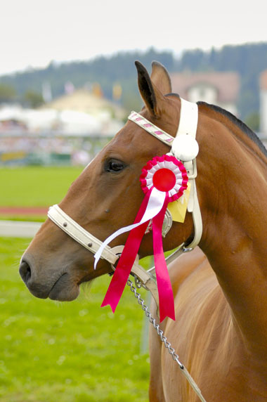 Horse with prize ribbon